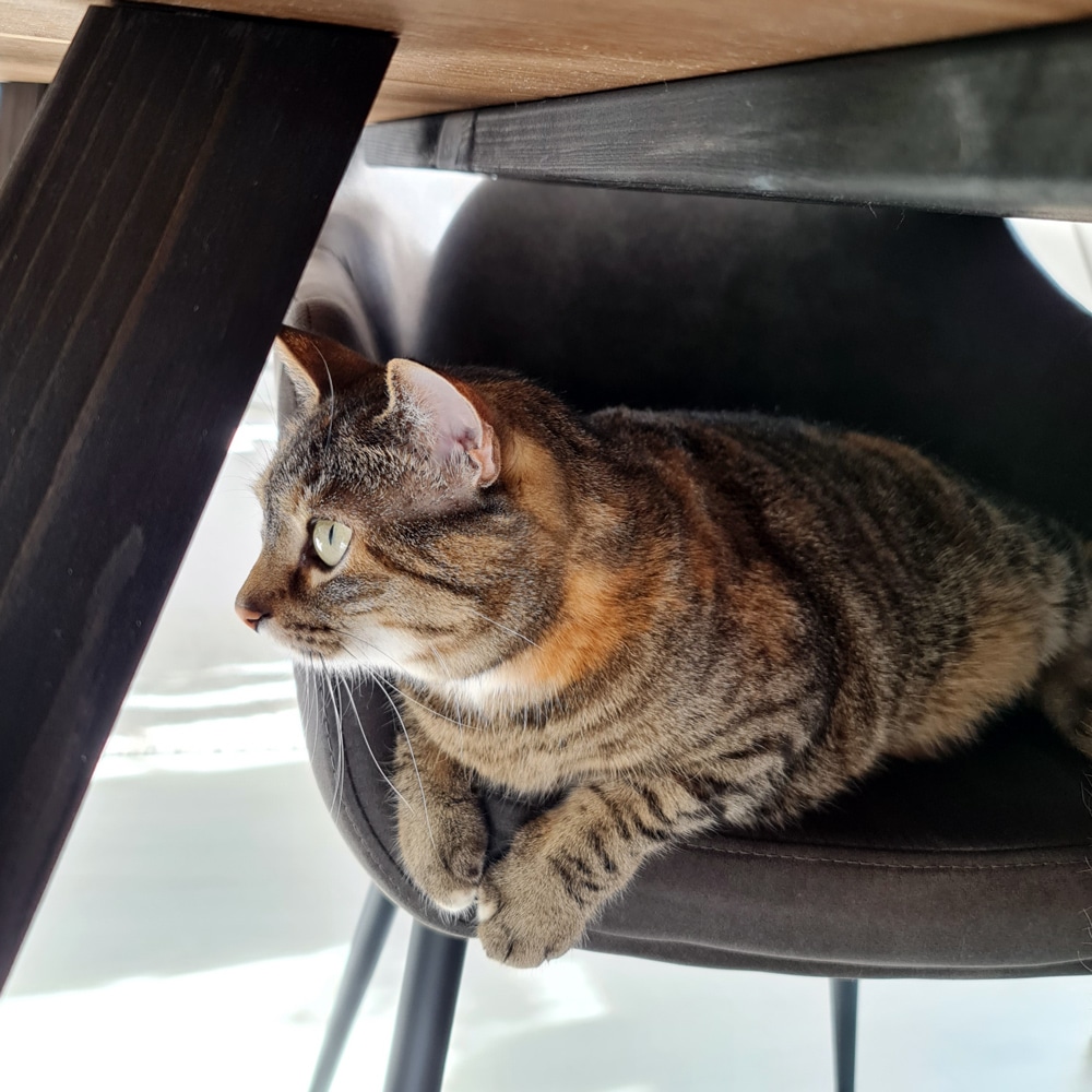 Mörkö cat at her favorite place
