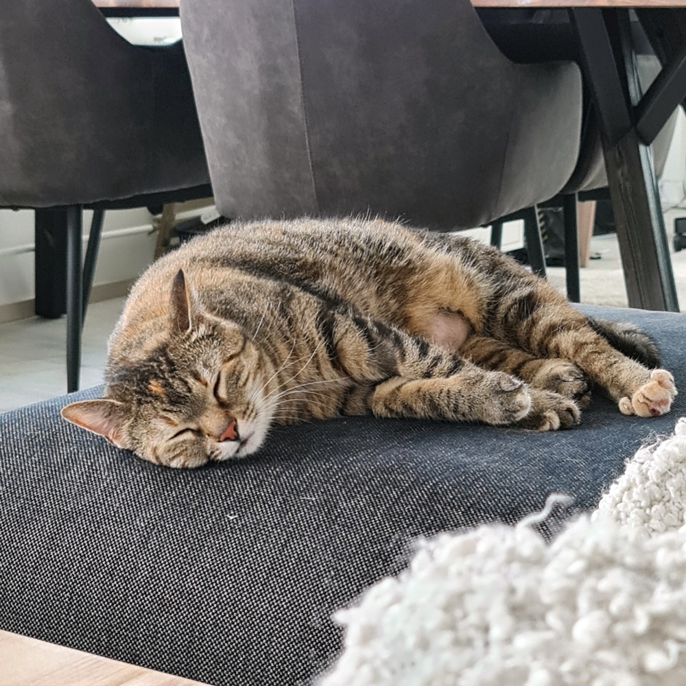 Mörkö cat sleeping and chilling