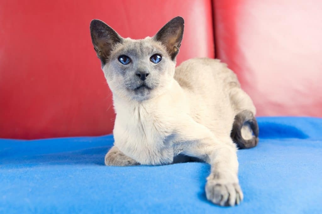 Types of Siamese cats