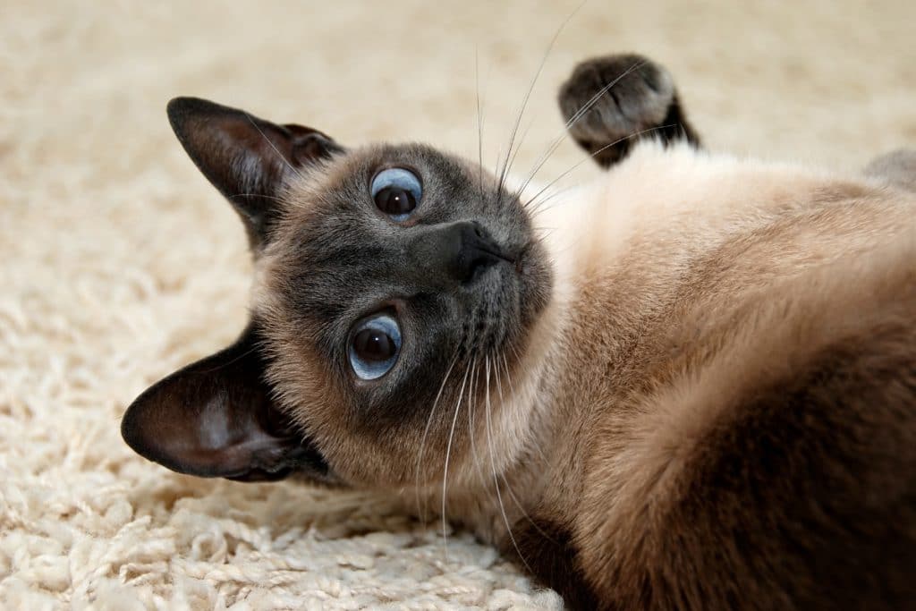 Do Siamese Cats Shed