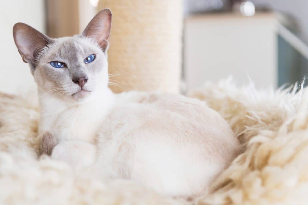 Lilac Point Siamese Cat laying down
