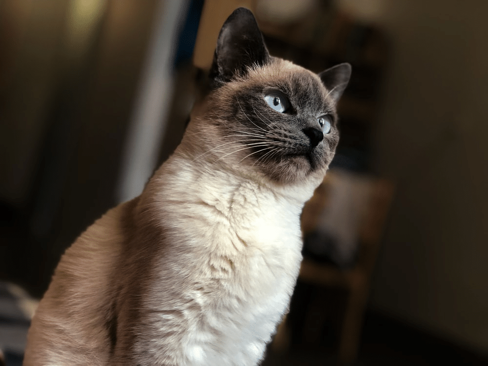 Blue point Siamese cats
