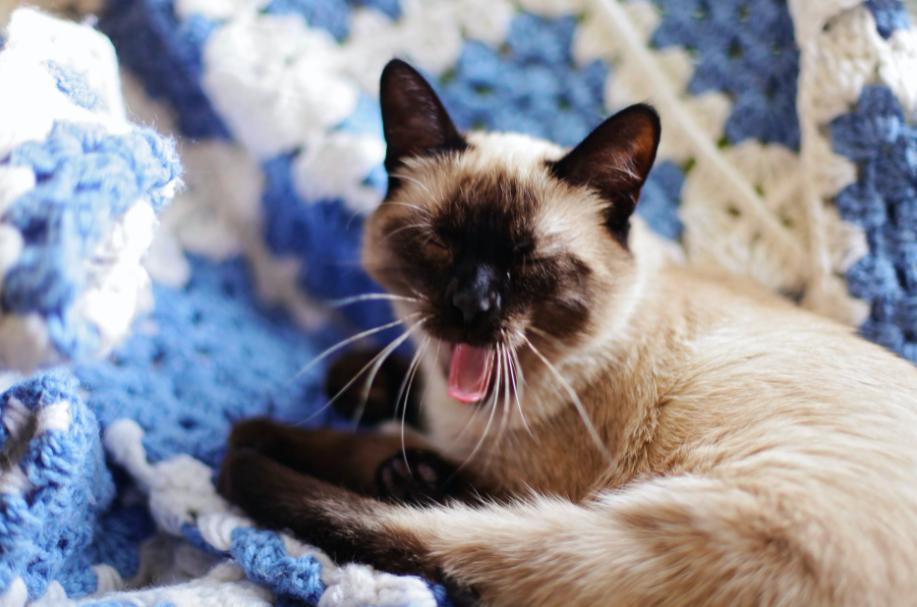 What is a Siamese cat like?