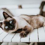 Why does a Siamese cat bite?