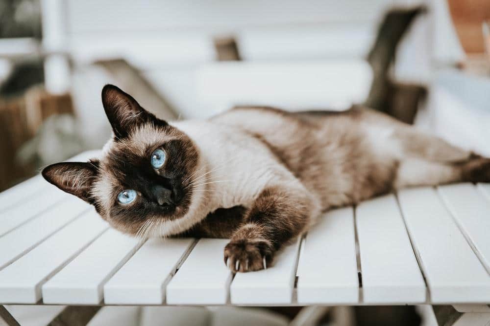 Why does a Siamese cat bite?