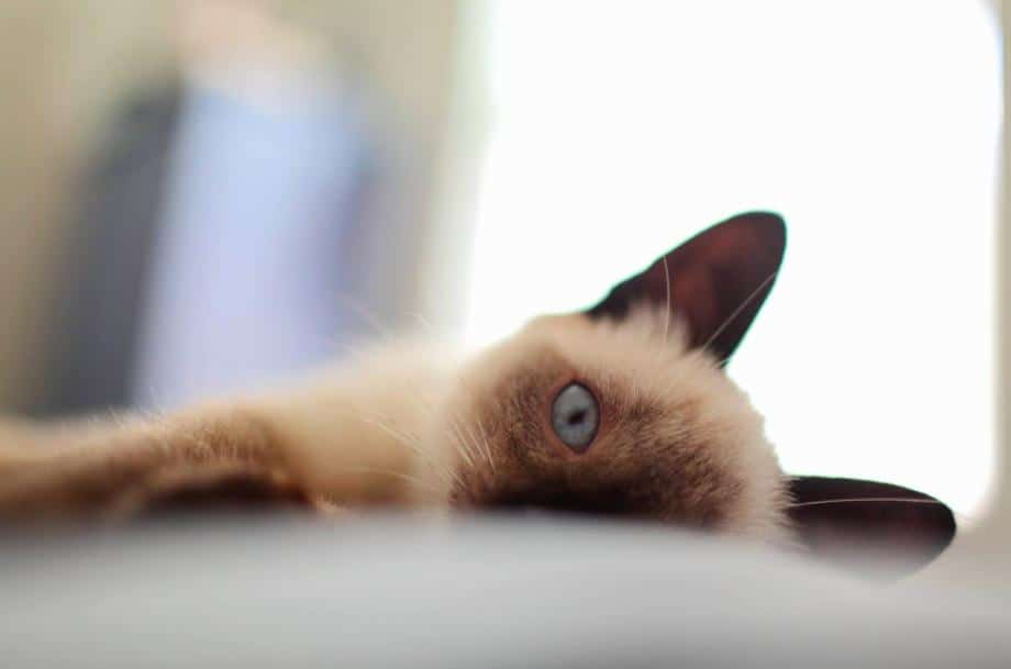 Top Names for Siamese Cats