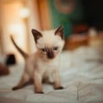What You Need to Know About Giving Your Siamese Cat Milk